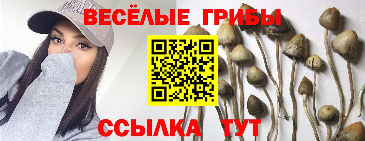 Псилоцибиновые грибы мицелий Луховицы